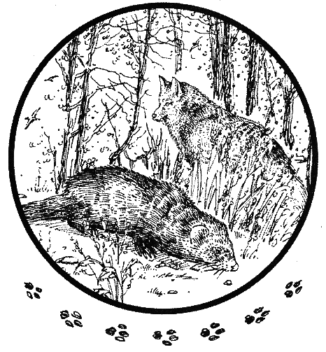 Хорюшка _004.png