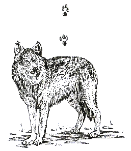 Хорюшка _054.png