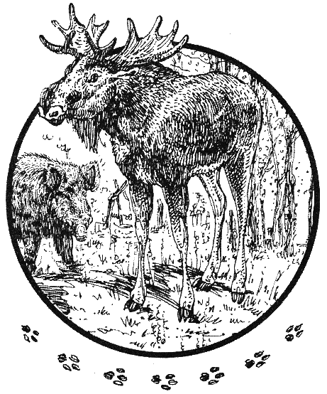 Хорюшка _003.png