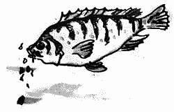 Много разных кораблей SachPr_48.png