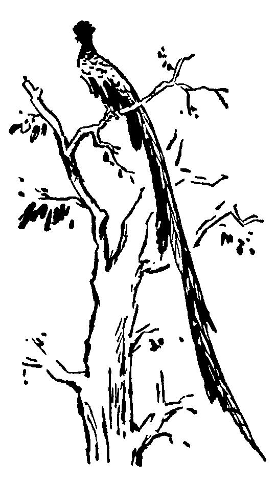 Охотники за орхидеями (илл. В.Трубковича) pic09.png