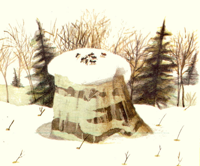 Муравей Красная Точка (с илл.) i_007.jpg