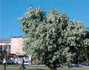 Дальний Восток. Путеводитель i_118.jpg