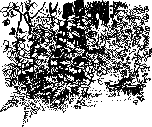 Катруся уже большая. Повести и сказки _077.png