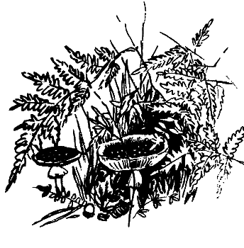 Катруся уже большая. Повести и сказки _081.png