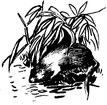 Катруся уже большая. Повести и сказки _088.png