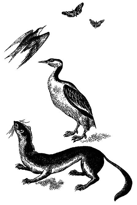 В краю танцующих хариусов. Роска i_002.png