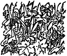 О чем говорят названия растений i_003.png