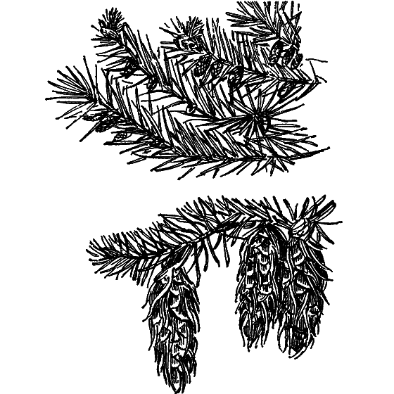 О чем говорят названия растений i_056.png