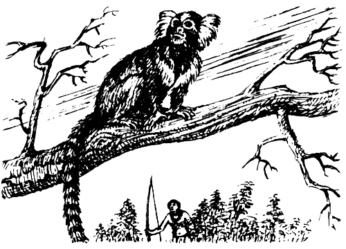 Мату-Гросу i_014.png
