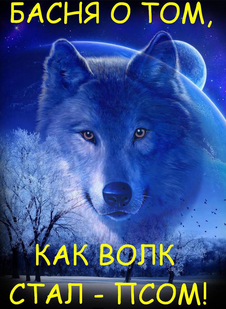 Басня о том, как волк стал - псом! volk777.JPG