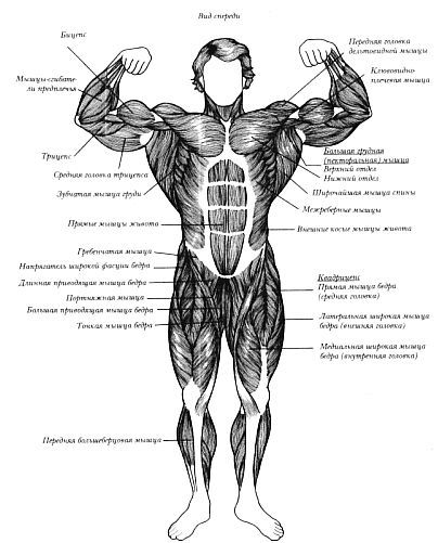 Новая энциклопедия бодибилдинга. Кн.2. Программы тренировок _31.jpg