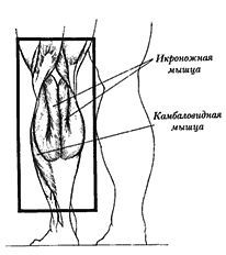 Новая энциклопедия бодибилдинга. Кн.3. Упражнения _45.jpg