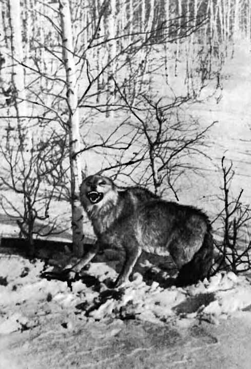 Повадки диких зверей i_043.jpg