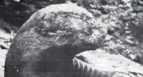 Жизнь на краю земли i_086.jpg