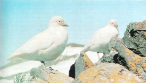 Жизнь на краю земли i_145.jpg