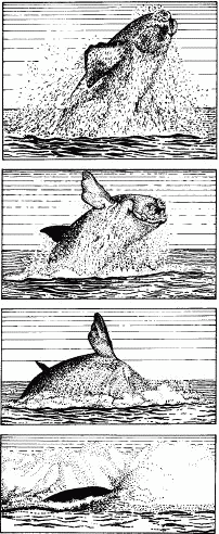 Жизнь на краю земли i_168.png