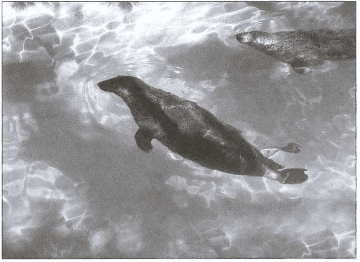 Морские дьяволы i_028.jpg