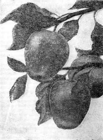Мичурин i_11.jpg