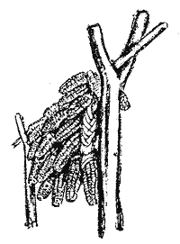 Георг — Синяя Птица (с иллюстрац.) img_28.png