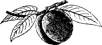 Большой кулинарный словарь i_230.png