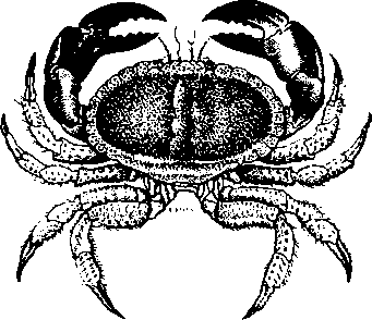 Большой кулинарный словарь i_234.png