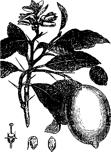 Большой кулинарный словарь i_276.png