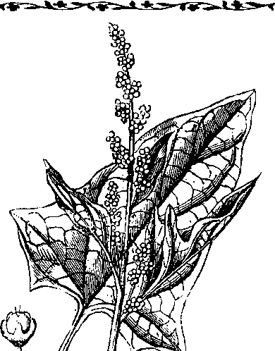 Большой кулинарный словарь i_287.png