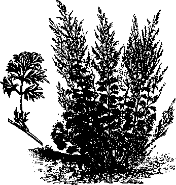 Большой кулинарный словарь i_350.png