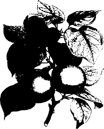Большой кулинарный словарь i_064.png