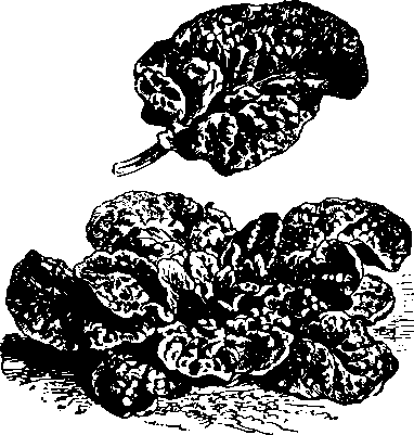 Большой кулинарный словарь i_481.png