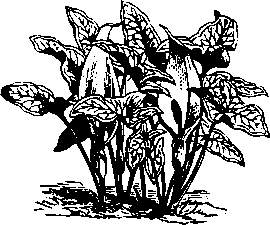 Большой кулинарный словарь i_083.png