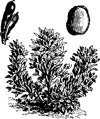 Большой кулинарный словарь i_102.png