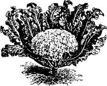 Большой кулинарный словарь i_106.png