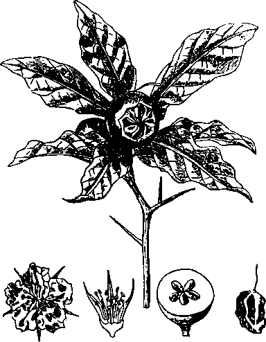 Большой кулинарный словарь i_163.png