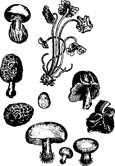 Большой кулинарный словарь i_164.png