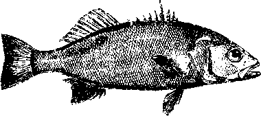 Большой кулинарный словарь i_206.png