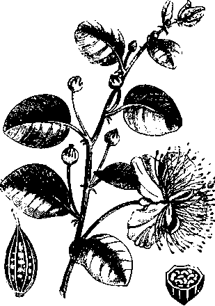 Большой кулинарный словарь i_207.png