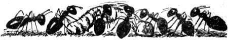 Муравьиная тропа i_001.png