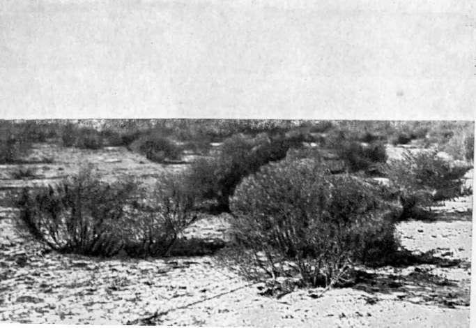 Обручев i_023.jpg