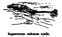 Чудовища морских глубин i_008.png
