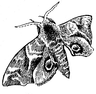 Мой тайный мир i_025.jpg