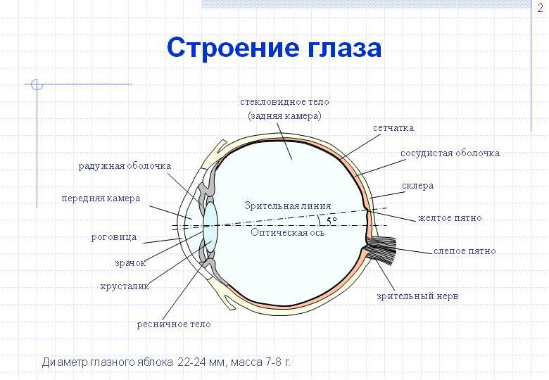 Сокровища звездного неба _0002002Stroenieglaza.jpg