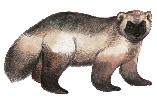Лето разноцветно-косолапое i_011.png