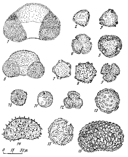 Древнее оледенение и жизнь img_8.png
