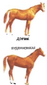 Домашние животные i_138.jpg