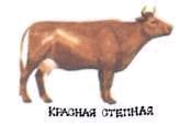 Домашние животные i_183.jpg