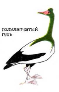 Птицы i_129.jpg