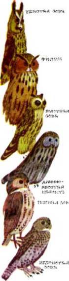 Птицы i_195.jpg