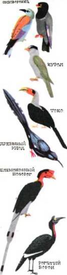 Птицы i_361.jpg